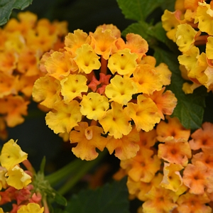 Lantana Bloomify Orange